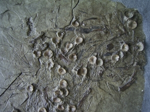 Fossiler Barsch aus dem Oligozän von Wiesloch-Frauenweiler