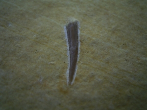 Flugsaurier Zahn Rhamphorhynchus
