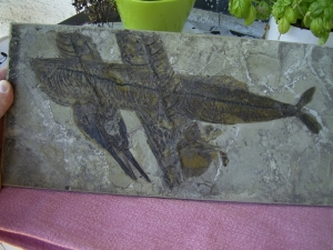 Schnabelfisch aus dem Oligozän von Froidefontaine