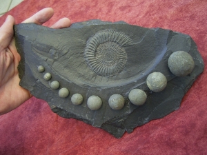 Ammonite Dactyloceras with Pyrite balls