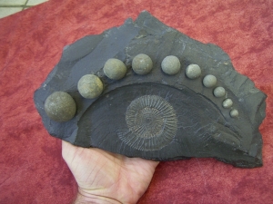 Ammonit Dactyloceras mit Pyritkugeln