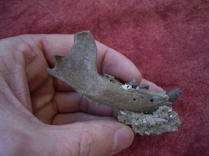 Potamotherium jaw, oligocene age