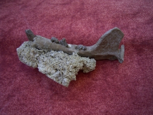 Potamotherium jaw, oligocene age