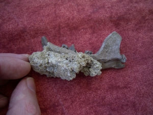 Potamotherium jaw, oligocene age