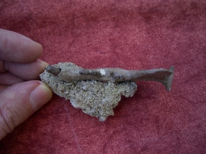 Potamotherium Kiefer aus dem Oligozän