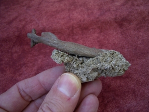 Potamotherium jaw, oligocene age