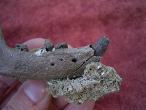 Potamotherium jaw, oligocene age