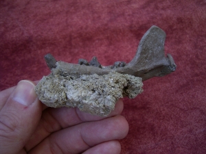 Potamotherium jaw, oligocene age