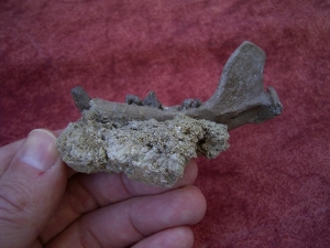 Potamotherium Kiefer aus dem Oligozän