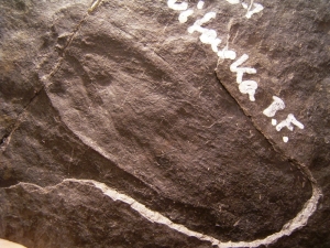 Fossil Insect Obsiomylacris