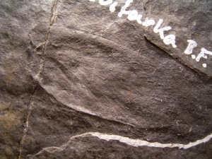 Insektenfossil (Schabe) aus dem Perm