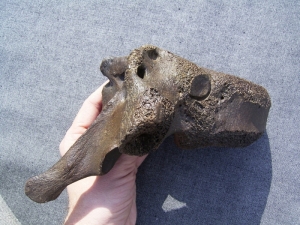 Mammoth vertebra