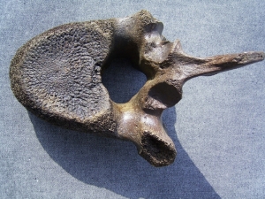 Mammoth vertebra
