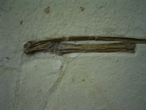 Pterosaur wing Rhamphorhynchus