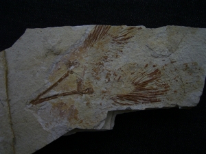 Coelacanth fins from Germany