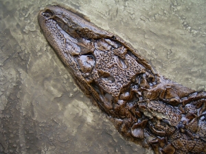 Abguss Krokodil aus Messel