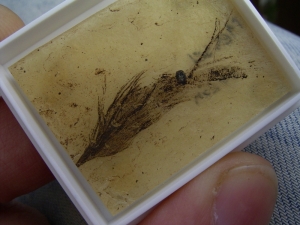 Bird feather and plant seed from Messel pit