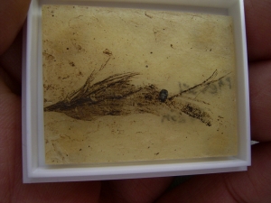 Bird feather and plant seed from Messel pit