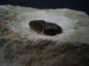 Placodus Zahn  aus dem Muschelkalk