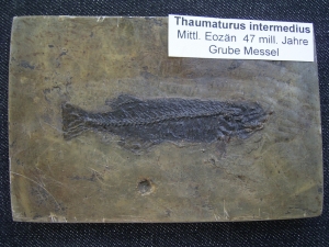 Thaumaturus intermedius # 3
