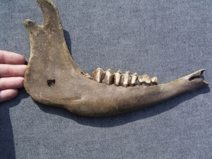 Bison jaw