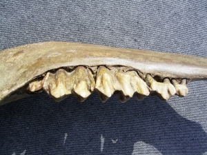 Bison jaw