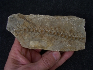 Pleurosaurus Fossil, Solnhofen
