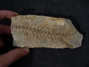 Pleurosaurus Fossil, Solnhofen