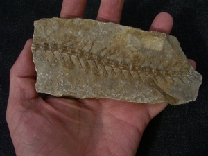 Pleurosaurus-Fossil aus Solnhofen