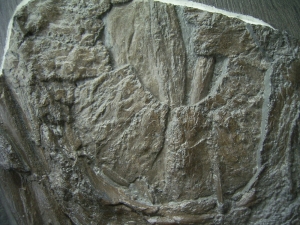 Eurhinosaurus Schädel