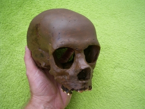 Homo Neanderthalensis skull
