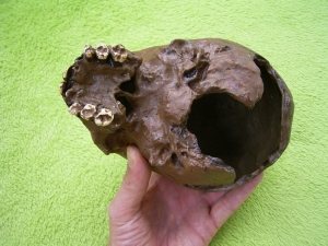 Homo Neanderthalensis skull