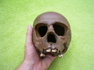 Neanderthaler Schädel von La Qina