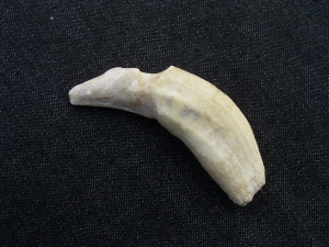 Höhlenlöwe Zahn