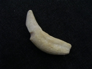 Cave lion tooth
