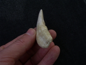 Cave lion tooth