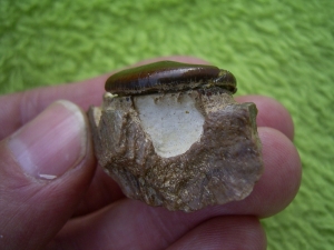 Placochelys skull piece with tooth