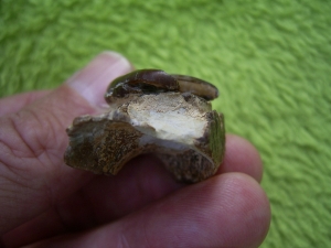 Placochelys Schädelstück mit Zahn