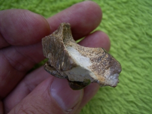 Placochelys skull piece with tooth