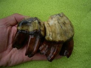 Rhinoceros teeth - Coelodonta antiquitatis