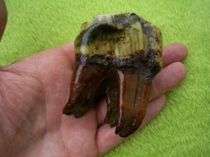 Rhinoceros teeth - Coelodonta antiquitatis
