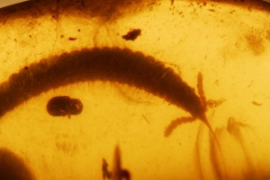 Millipede and Beetle inside cretaceous age amber