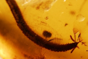 Millipede and Beetle inside cretaceous age amber