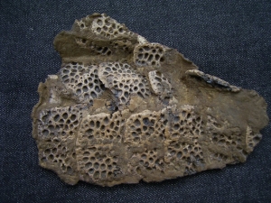 Krokodil Fragment aus Messel