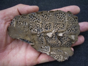 Krokodil Fragment aus Messel