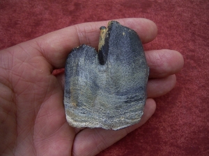 Whooly-Rhinoceros tooth, pleistocene age