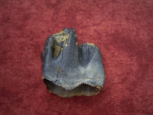 Whooly-Rhinoceros tooth, pleistocene age
