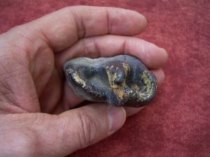 Whooly-Rhinoceros tooth, pleistocene age