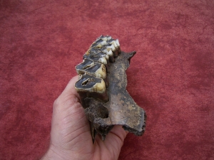 Moose jaw, pleistocene age