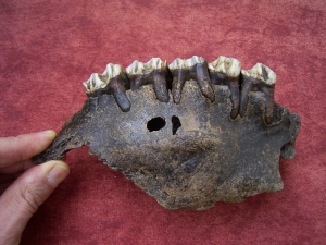 Moose jaw, pleistocene age